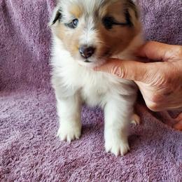 Shetland Sheepdog Puppies from Hawks Acres Shetland Sheepdogs