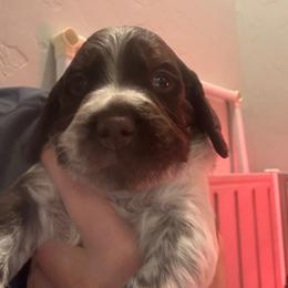 Boy 3 - Liver and white male Brittany puppy in Windsor, Colorado from Wright’s Brittanys