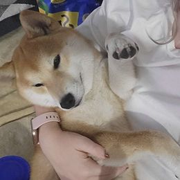 Taiga - Shiba Inu