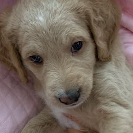 Ruby - Cafe au lait Double Doodle puppy in Kent, Washington from Riverside Doodles - Seattle (A+ genetics)