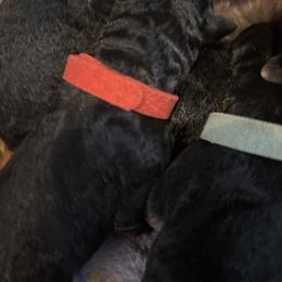 Red - Black and tan male Airedale Terrier puppy in Huntersville, North Carolina from Cool Hand Luke Kennels