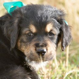 Bernese Mountain Dogs, Golden Mountain Dogs, and Golden Retrievers from Grateful Bernese & Gage's Goldens