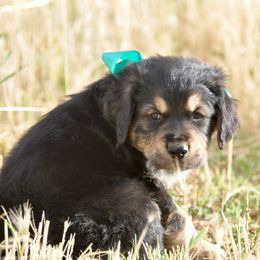 Bernese Mountain Dogs, Golden Mountain Dogs, and Golden Retrievers from Grateful Bernese & Gage's Goldens