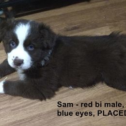 Miniature Australian Shepherd Puppies from Midnitestar Aussies and Training