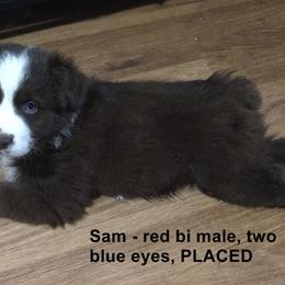 Miniature Australian Shepherd Puppies from Midnitestar Aussies and Training
