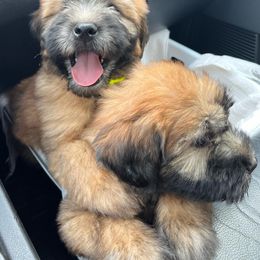 Soft Coated Wheaten Terrier Puppies from Warzalas wheatens