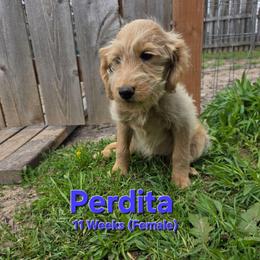 Perdita - Cream female Labradoodle puppy in Genoa City, Wisconsin from Sakura Pups