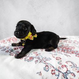 Onyx - Black female Dachshund puppy in Alvin, Texas from Cosson's Dachshunds of Alvin