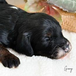 Ginny F1b - Tri-color female Cavapoo puppy in Wamego, Kansas from Doodles of Oz