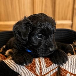 Kayce - Black and white male Aussiedoodle puppy in Abbeville, South Carolina from Double E Doodles