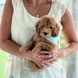 Bonbon - Apricot male Goldendoodle puppy in Columbia, South Carolina from Glittering Grace Goldendoodles