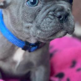 French Bulldogs from Central Kentucky Blue Bell French Bulldogs