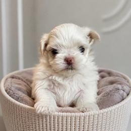 Girl tiny - White female Maltese puppy in San Diego, Temecula, Ontario, California from Yorkie & Maltese Royalty