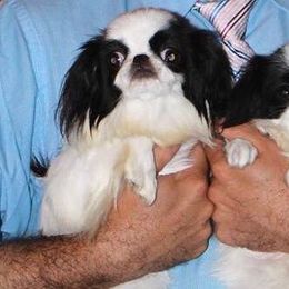 Japanese Chin Puppies from Montra Japanese Chin