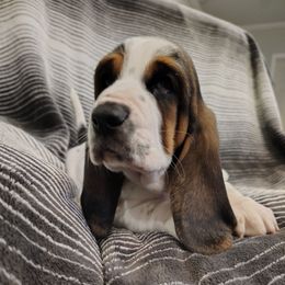 Elmore - White black and red male Basset Hound puppy in Newton Grove, North Carolina from MGA Basset Hound