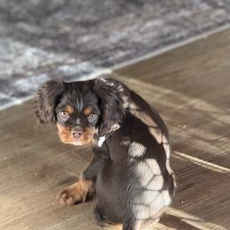 Snoopy - Chocolate male Cavalier King Charles Spaniel puppy in Lawton, Oklahoma from Wild Wishes Cavaliers