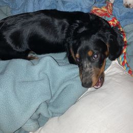 Dachshund All Grown Up from B&K Dachshunds.