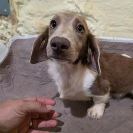 Jasmine - Piebald female Dachshund puppy in West Plains, Missouri from Spring Creek Dachshunds