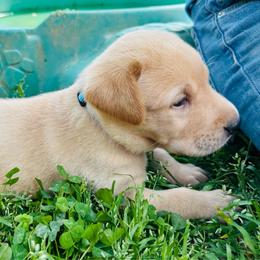 Ocean - Yellow male Labrador Retriever puppy in Rock Hill, South Carolina from North Star Retrievers