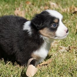 Black Tri Most Copper - Black tri female Miniature Australian Shepherd puppy in Lawton, Oklahoma from Lindsey’s Aussies