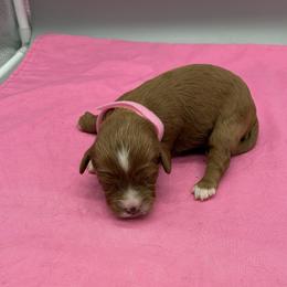 Tallula - Red female Cavapoo puppy in Burke, New York from Patti’s Puppies