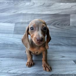 May (Ready Now) - Fawn (isabella) and tan female Dachshund puppy in Dinwiddie, Virginia from White Oak Kennels