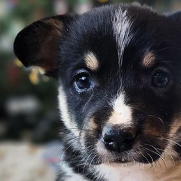 Akita, American Corgis, Cardigan Welsh Corgis, and Great Pyrenees from WeVolution Off-Grid