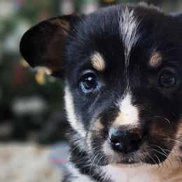 Akita, American Corgis, Cardigan Welsh Corgis, and Great Pyrenees from WeVolution Off-Grid