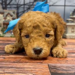 Heihei (Blue Collar) - Red  male Goldendoodle puppy in Santa Clara, Utah from Desert Dawn Doodles