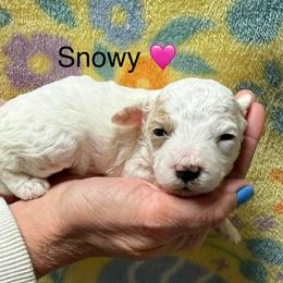 Snowy - White female Cavapoo puppy in Greensburg, Kentucky from Doodle Me Crazy