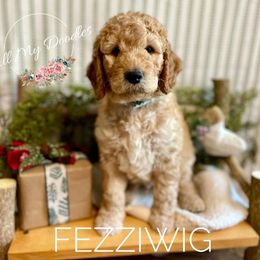 Goldendoodle Puppies from All My Doodles