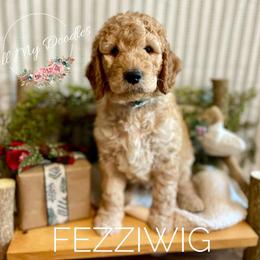 Goldendoodle Puppies from All My Doodles