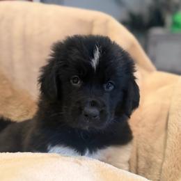 Flower - White and black female Newfoundland puppy in Brandenburg, Kentucky from Amanda's Newfoundlands