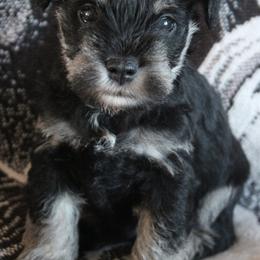 Ryan - Black and silver male Miniature Schnauzer puppy in Richardton, North Dakota from Crooked Tree Ranch