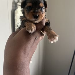 Galaxy(2000) - Merle female Yorkipoo puppy in Gastonia, North Carolina from Precious pups dynasty kennel