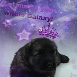 Miss. Dark Purple - Sable female German Shepherd puppy in Granite City, Illinois from Devon Rugerio's German Shepherds