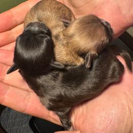 Girl 1 - Brindle female Shih Tzu puppy in Mobile, Alabama from FluffyTail Shih Tzu