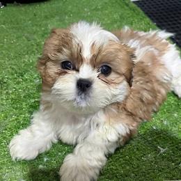 Oscar - Tricolor male Shih Tzu puppy in Bourne, Massachusetts from Shih Tzu Pups