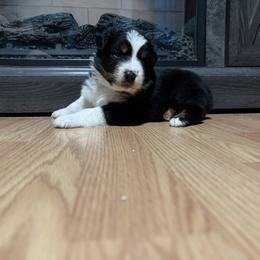 Kristoff - Black tri-color male Australian Shepherd puppy in Terryville, Connecticut from Spirited Aussies