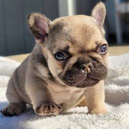 French Bulldog Puppies from Emeraldfrenchies