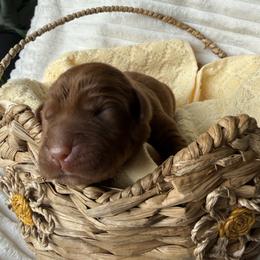 Beau - Yellow male Labrador Retriever puppy in Angola, Indiana from Reniers Labrador Retrievers