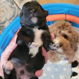 Max - Black female Cavapoo puppy in Bourbonnais, Illinois from Maggie's Cavapoo Puppies