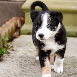 Border Collies from Folklore Border Collies