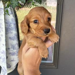 Tarzan - Red male Dachshund puppy in Nacogdoches, Texas from Heavenly Dachshunds
