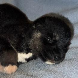 Black male - Black and white male Siberian Husky puppy in Doswell, Virginia from Shinko Siberians