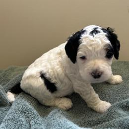 Maverick - Black white and tan male Cockapoo puppy in Egg Harbor City, New Jersey from Grace Given Cockapoos (GGC)