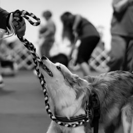 Border Collies from Terrasen Border Collies