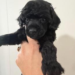 Girl 1 AKC Ebony - Black female Poodle puppy in Lees Summit, Missouri from Divine K9s LLC