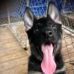Alexa (girl red) - Black and tan female German Shepherd puppy in San Antonio, Texas from CISCOK9