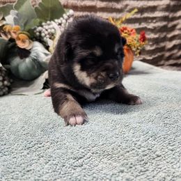 Tilly - Black and tan female Shiba Inu puppy in Illinois from Precious-Puppies